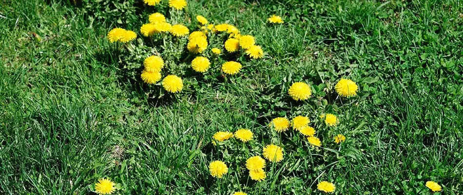 Dandelions taking over a yard that needs to be treated with post-emergent weed control.