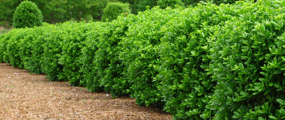 A line of recently trimmed shrubs and a small tree at a home in Lancaster County.
