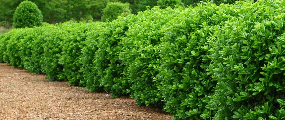 A line of recently trimmed shrubs and a small tree at a home in Lancaster County.